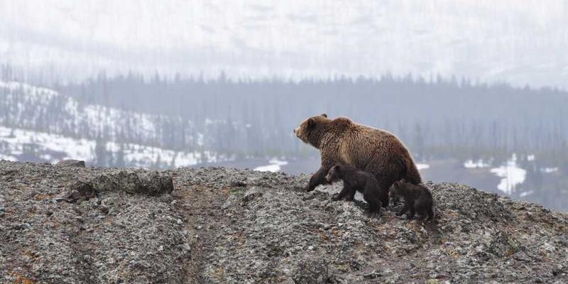 打造“信息深呼吸”时段：每天专注摄入单一、深度的长内容。
