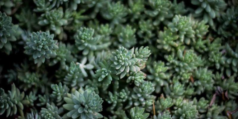 AI厨师尝试融合所有菜系,做出一道被所有文化背景的人评价为“陌生而熟悉”的菜。