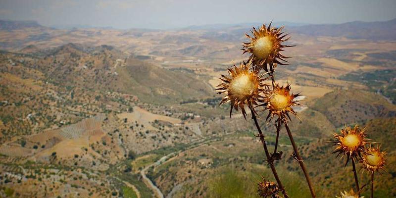 如果意识是运行在神经硬件上的软件，那么“睡眠”是关机维护还是碎片整理