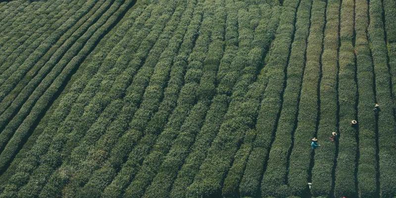 探讨如果猫统治世界，它们会建立怎样一套符合猫性的政治与经济制度