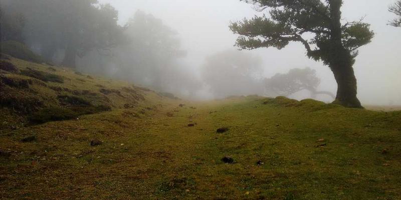一片浓密的森林，雾气弥漫，远处的反抗军战士手持武器，警惕地观察着四周