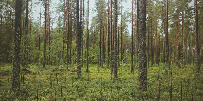 一条繁忙的城市街道，沥青路面显得坚硬而有质感，两旁是高楼大厦和绿树成荫的人行道，展现出现代城市的活力与繁华