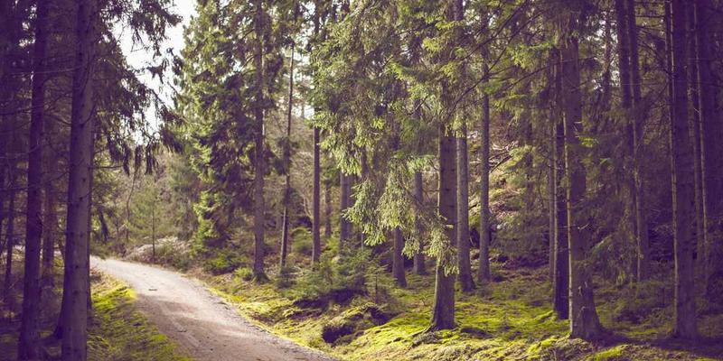 一片宁静的森林，阳光透过树叶洒在蜿蜒小道上，寓意清理心灵空间后的宁静与美好